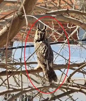 Diyarbakır'da Nadir Görülen Boynuzlu Baykuş Sürprizi