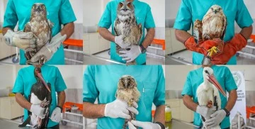 Diyarbakır'daki Dicle Yaban Hayvanı Kurtarma ve Rehabilitasyon Merkezi: Ampute Edilen Kuşlara Yeni Bir Yuva