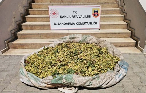 Fıstık Hırsızlığına Jandarma Darbesi: 380 Kilo Fıstık Ele Ge&ccedil;irildi