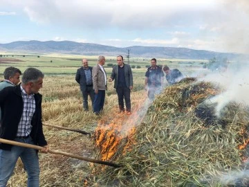 Gaziantep Araban'da Firik Hasadı Zamanı