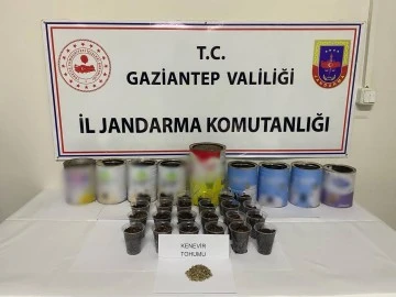 Gaziantep'te Balkonunda Kenevir Yetiştiren Şüpheliye Jandarma Operasyonu