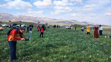 Gerger'deki Doğal Nergis Tarlasına Ziyaretçi Akını