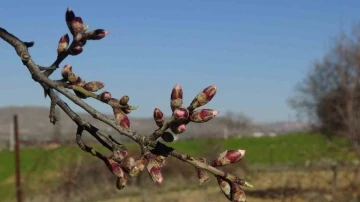Gercüş'te Badem Ağaçları Erken Çiçek Açtı: Çiftçiler Endişeli