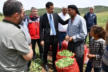 İslahiye'de 10 Bin Dönüm Arazi Üzerinde Bezelye Hasadı Devam Ediyor