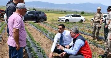 İslahiye Kaymakamı Mehmet Soylu, Kırmızıbiber Üreticilerini Tarlada Ziyaret Etti