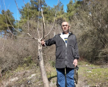 Karabük'te Bir Emekli İmamın Yeşerten Elleri: Yabani Ağaçlardan Meyve Bahçesine