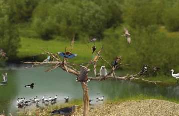 Kastabala Kuş Cenneti'nde Baharın Renkleri Göz Kamaştırıyor
