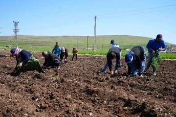 Kilis’te Çiftçilerin Zorlu Mesaisi: Ramazan Ayında da Devam Ediyor