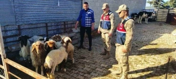 Kilis'te Kaybolan Koyunları Jandarma Buldu: Sahiplerine Teslim Edildi
