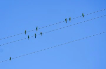 Kışı Afrika'da Geçiren Arı Kuşları Üremek için Diyarbakır'a Geldi