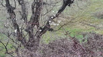 Kulp'ta Erken Bahar Müjdesi: Badem Ağaçları Çiçek Açtı