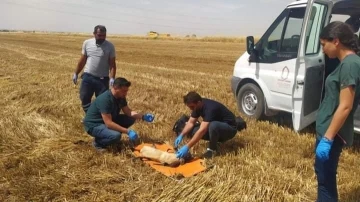 Mardin'de Biçerdöver Kazasında Yaralanan Köpek Kurtarıldı