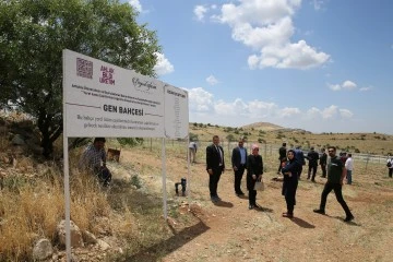 Mardin'deki Asırlık Üzümler Geleceğe Taşınıyor