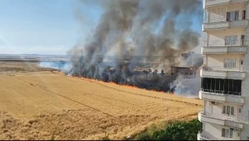 Mardin Nusaybin'de 250 Dönüm Buğday Tarlası Yanarak Kül Oldu