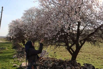 Midyat'ta Badem Ağaçları Erken Çiçek Açtı