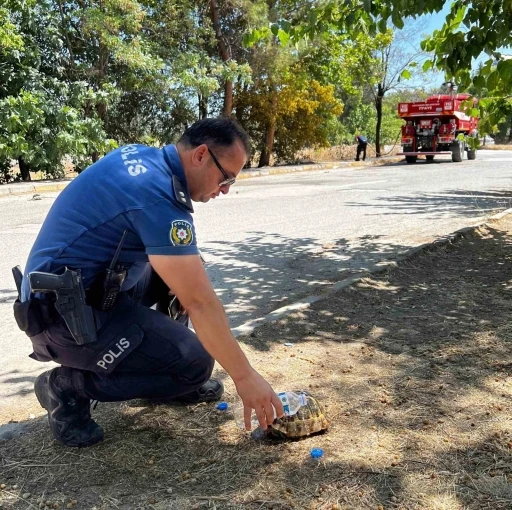 Kaplumbağayı Polis Son Anda Kurtardı