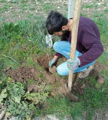 Batman'da Irmak Köyü Yolu Ağaçlandırıldı