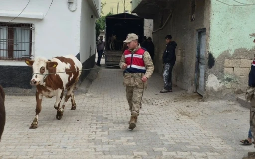  Arazide Kaybolan Hayvanlar Jandarma Tarafından Bulundu