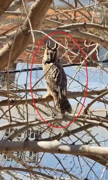 Nadir Görülen Boynuzlu Baykuş Görüntülendi