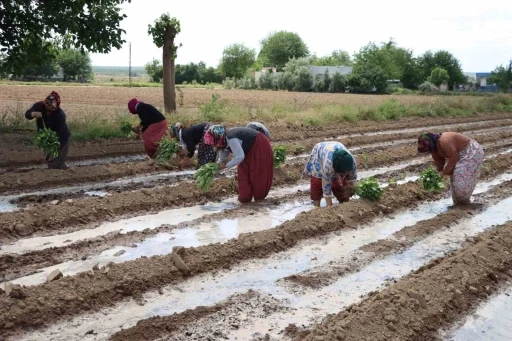  Patlıcanında Ekim Zamanı Başladı