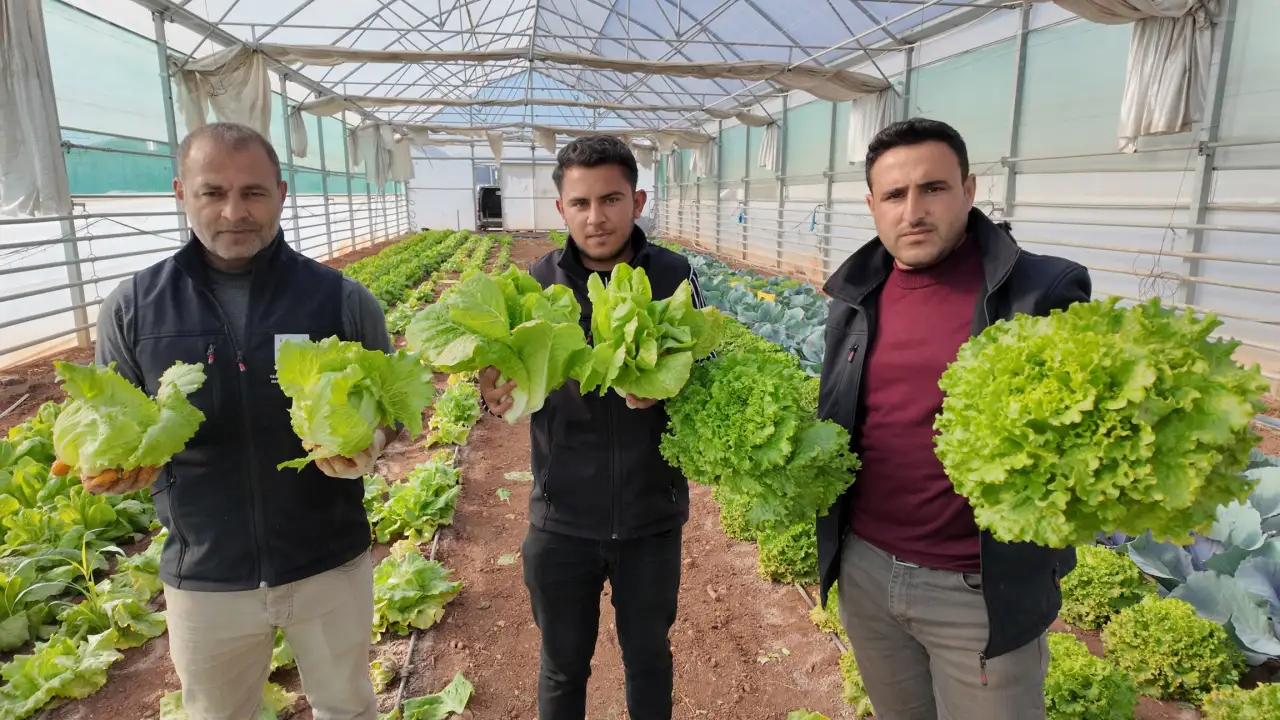 Şanlıurfa B&uuml;y&uuml;kşehir Seralarında Kış Bereketi: &Uuml;retilen Sebzeler Sofralara Umut Oluyor