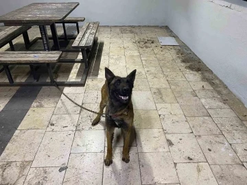 Şanlıurfa'da Evinin Köpeği Çalınan Vatandaşın Yüzü Jandarma Operasyonuyla Güldü