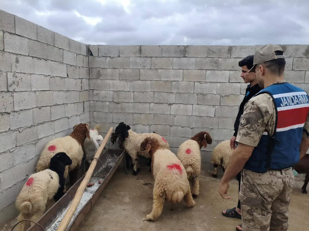 Şanlıurfa'da Jandarma Kayıp Hayvanları Drone ile Buldu