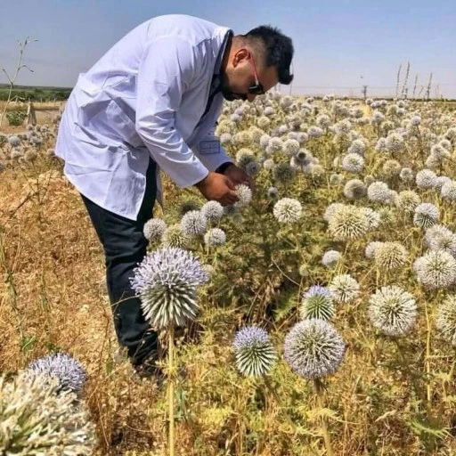 Şanlıurfa’da Kendiliğinden Yetişen Topuz Dikeni Araştırıldı