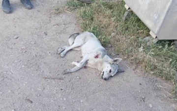 Şanlıurfa'da Kurt Saldırısı: İki Çocuk Yaralandı