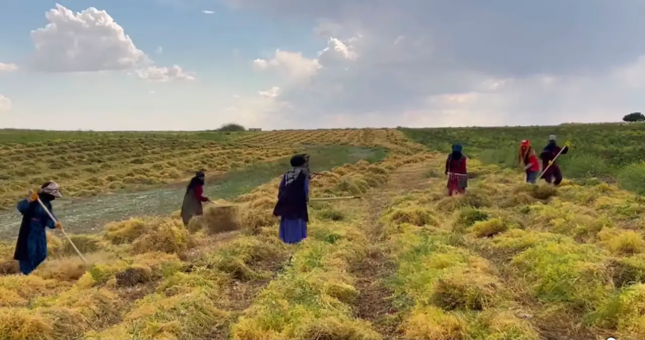 Şanlıurfa'da Mercimek Tarlaları Hasatla Şenlendi
