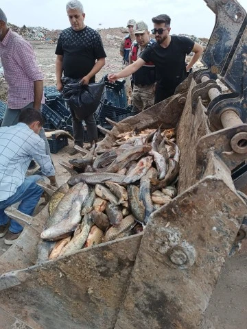 Şanlıurfa'da Yasa Dışı Avlanan 2 Ton Balık Ele Geçirildi