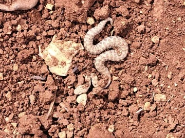 Şanlıurfa'da Yılanların Ortaya Çıkışı: Yer Altından Çıkan Tehlike