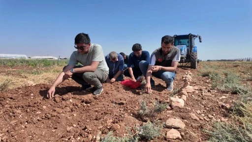 Şanlıurfa&rsquo;da Y&uuml;zyıllık Safran Geleneği Yeniden Toprakla Buluşuyor