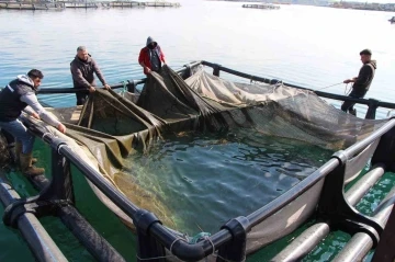 Şanlıurfa'dan Dünyaya Açılan Kapı: 100 Milyon Dolarlık Balık İhracatı