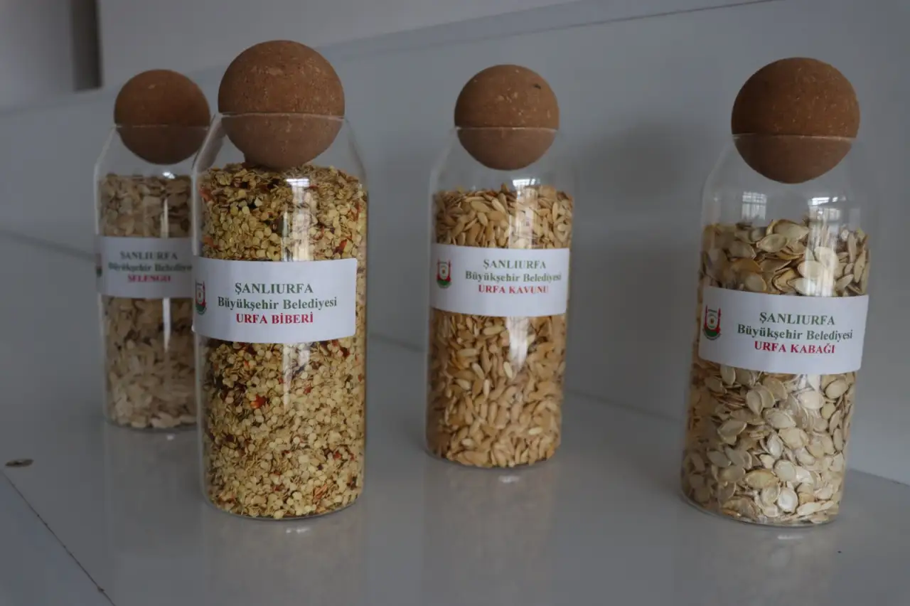 Şanlıurfa&rsquo;nın Bereketli Topraklarında Ata Tohumu Seferberliği Başladı!