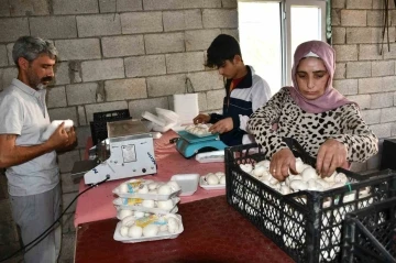 Şanlıurfa Siverek'ten Bir Başarı Hikayesi: Kadın Girişimci Saadet Seray'ın Mantar Yetiştiriciliği Serüveni