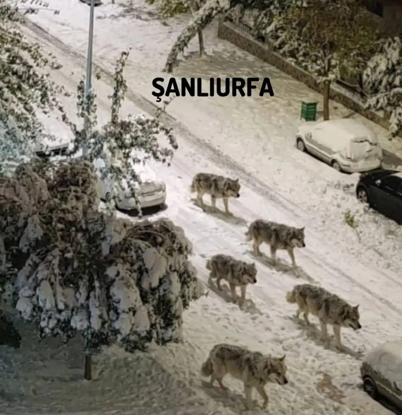 Şehirlerde Kurt İstilası: &Uuml;&ccedil; B&uuml;y&uuml;k İlde Yaban Hayatı Sokaklara İndi