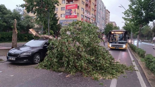 Şiddetli Rüzgarın Azizi: Devrilen Ağaç Park Halindeki Aracı Ezdi