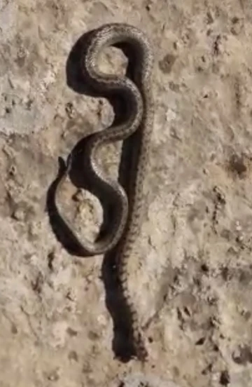 Siirt’te Kış Ayında 1 Metre Uzunluğunda Yılan Görüldü: Halk Tedirgin!