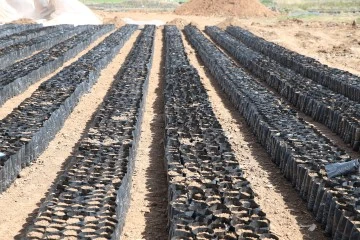 Siirt'ten Türkiye'nin Dört Bir Yanına Fıstık Fidanı