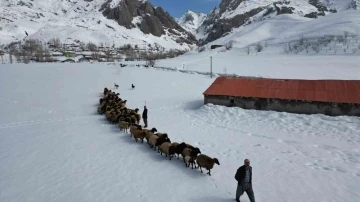 Şırnak'ta Besicilerin Kış Mesaisi: Karla Kaplı Köylerde Yaşam Mücadelesi