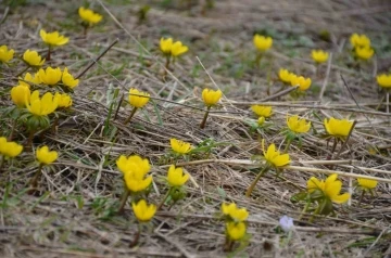 Şırnak'ta Bir Anda Hem Kış Hem Bahar Manzarası