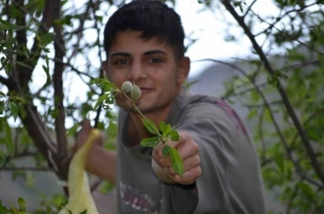 Şırnak'ta Gençlerin Bahar Macerası: 20 Kilometrelik Yolculukla Çağla Topladılar
