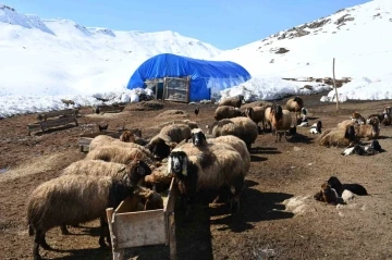 Şırnak'ta Koyunlardan İkiz Doğum Bereketi