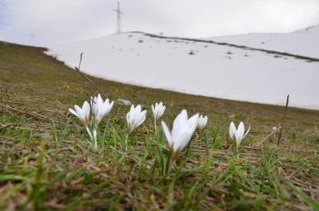 Şırnak'ta Mevsimlerin Eşsiz Dansı: Kışın Beyazıyla Baharın Renkleri Bir Arada