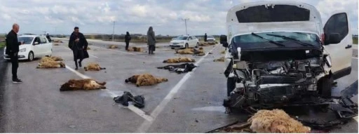 Siverek-Adıyaman Yolunda Gece Dehşeti: Koyun S&uuml;r&uuml;s&uuml;ne &Ccedil;arpan Ara&ccedil; Katliama Yol A&ccedil;tı!