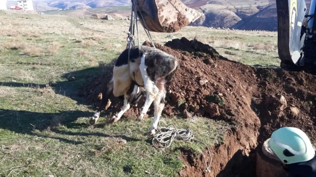 Siverek'te Bir İnek Rögara Düşerek Mahsur Kaldı