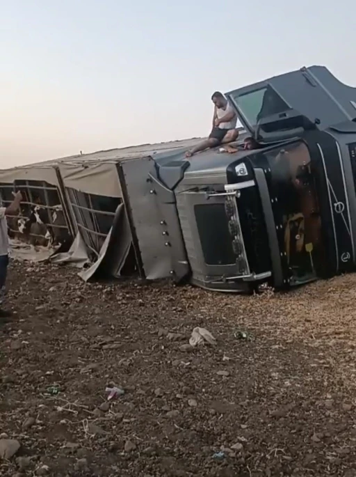 Siverek’te Büyükbaş Hayvan Yüklü Tır Şarampole Devrildi