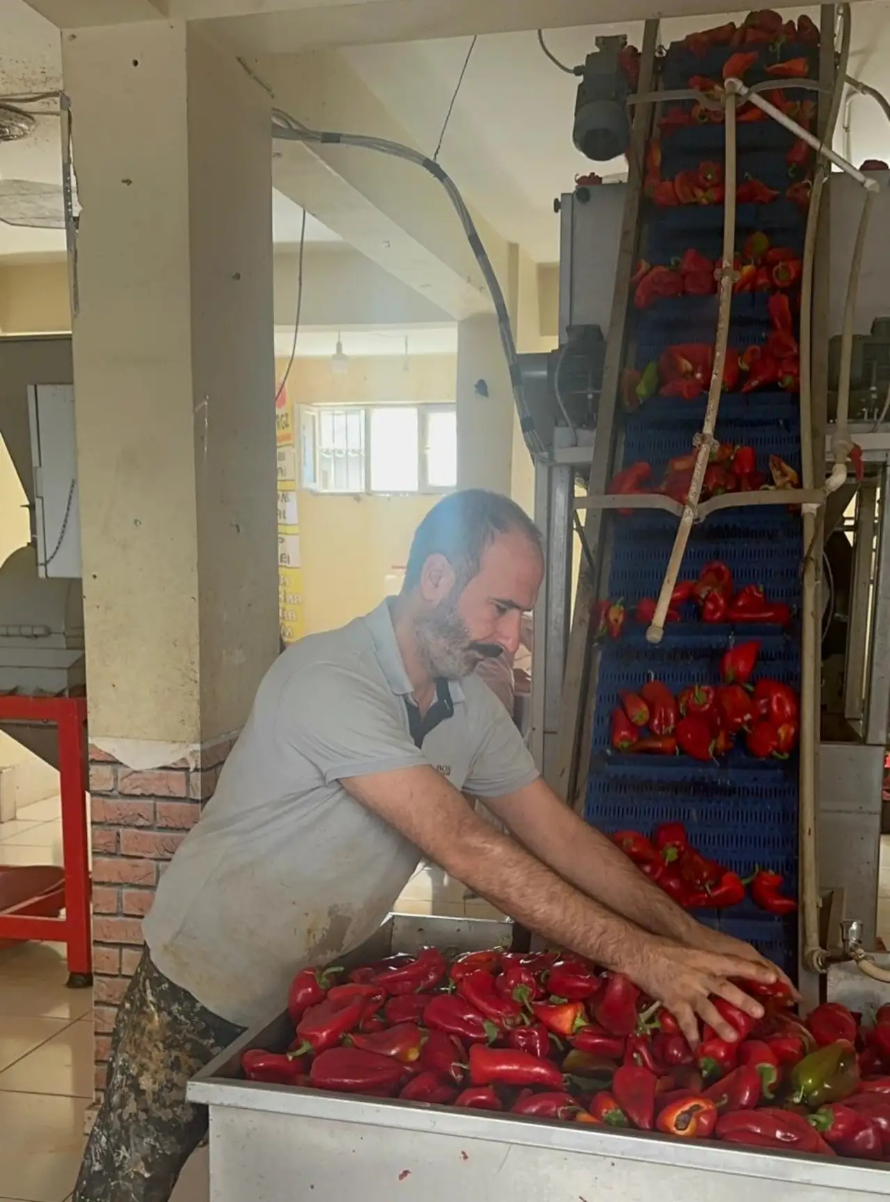 Siverek’te Kış Hazırlıkları Başladı: Biber Çekme Sezonu Açıldı