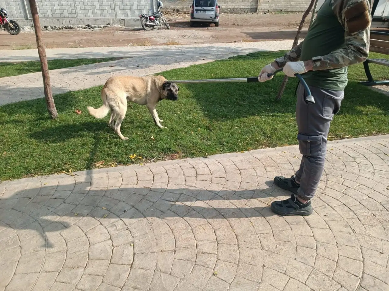 Siverek’te Sokak Hayvanlarına Şefkat Eli